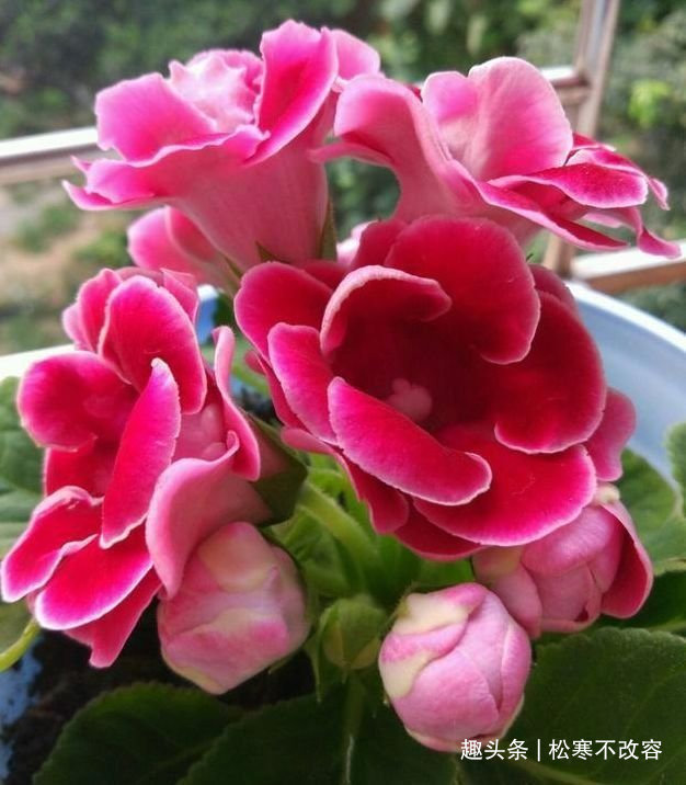 种花人|富贵又招财的几种花,鸿运当头,添福添财,从年头旺到年尾