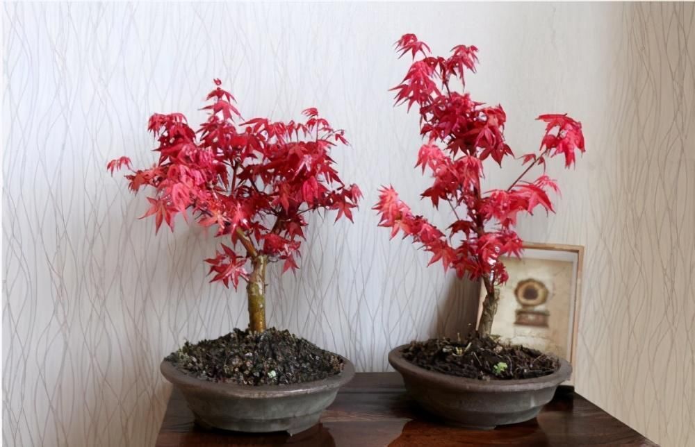 苏派盆景极具名气,这6种盆景做法精妙、极具自然之感,价值高