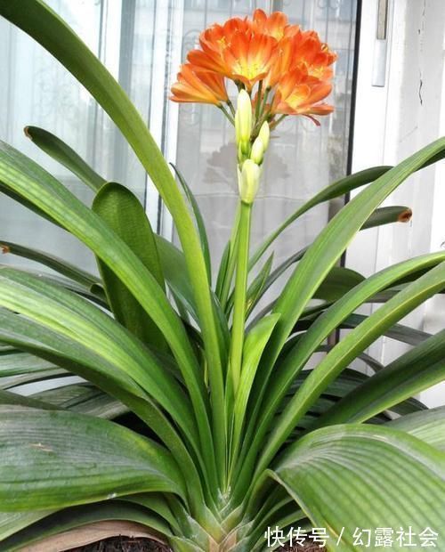 王大爷养君子兰经验真足!花肥就用此2种,根壮花旺长势好!