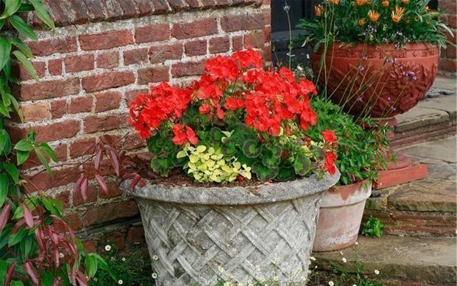 阳台养花蚊子多?自制3种“驱蚊水”,傍晚喷一喷,蚊子不见踪影