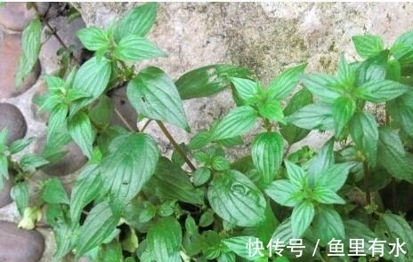 猪菜|小时候这种野草是“猪菜”，如今根茎号称“土山参”，价值很高