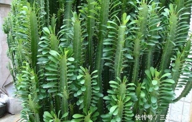 家里养花“讲究大”,2种花“镇宅”, 2种花旺家,要养起来