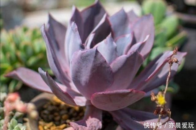 回事|多肉植物,叶子软趴趴的是怎么回事?检查这3个方面