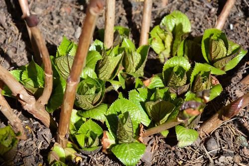 大水缸别浪费，养上大绣球，大水大肥别缺了，3年长成巨无霸