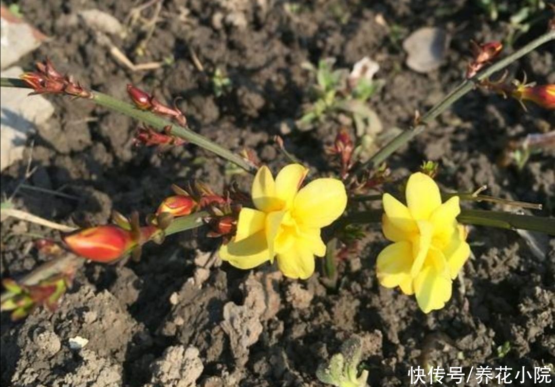 5种花不用买，1根枝条就能扦插，成活率高