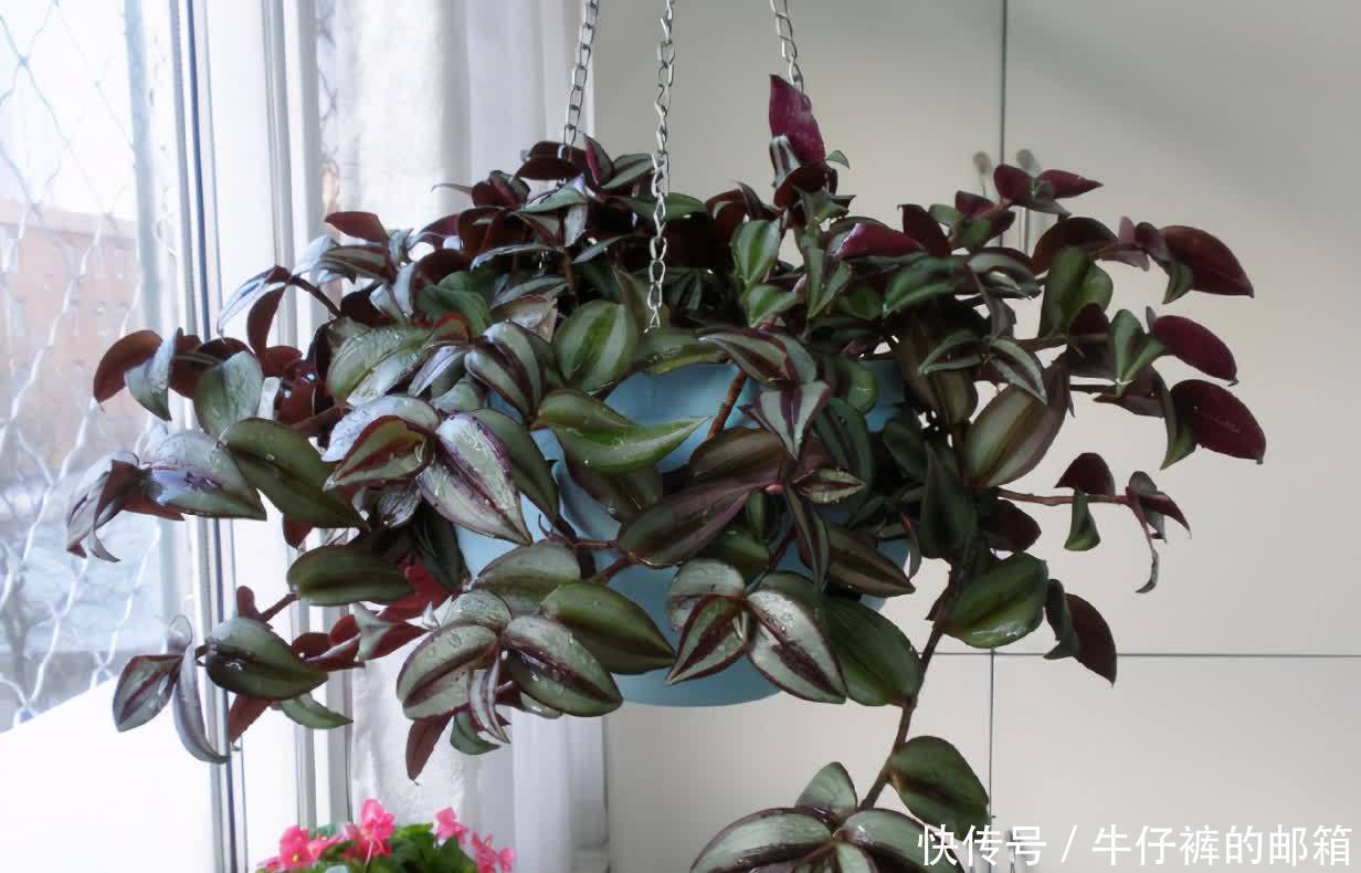 花肥|勿以恶小而为之!养花养成这7个坏习惯会出大问题