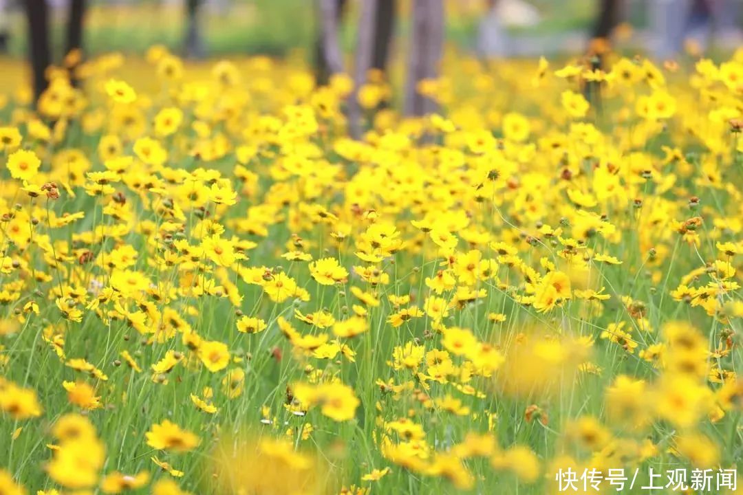 金鸡菊花海推荐上新，约吗？