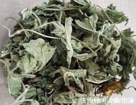 荷叶茶|这两种叶子是“天然的通便王”，吃十天便秘自然好，体重也减轻！