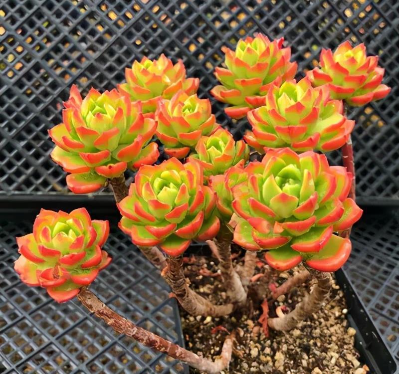 多肉徒长丑的没法看?做好2件事,新手也能养出肉墩子