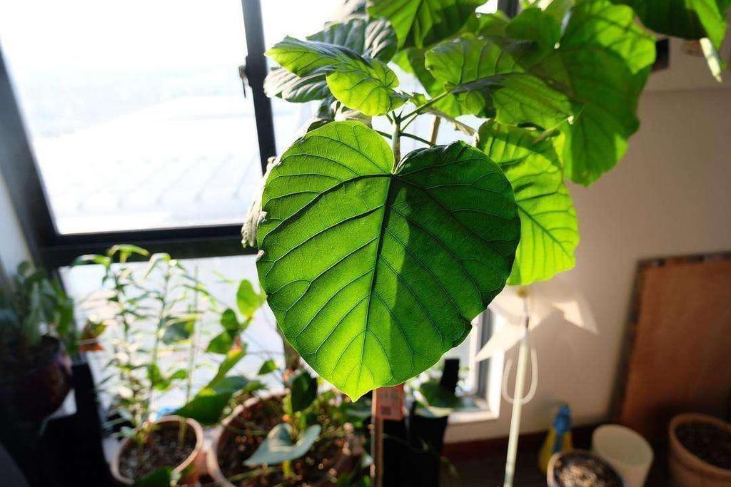 百合竹|这5种“客厅小森林”的绿植，好看又有森林感，家里满满in风