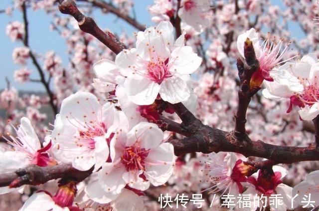 健康花|小雪节气要来,家里要有的3种“健康花”,寓意顺心如意福寿安康