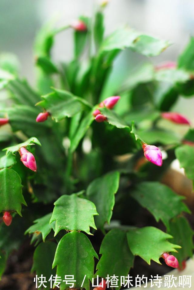 蟹爪兰新叶少很可能一件事没做好,赶紧补救还来得及!