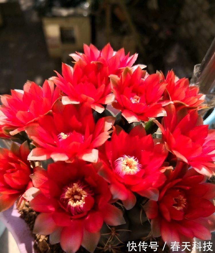 喜欢养花,不如养盆半枝莲,花开大半年,是盆栽佳品