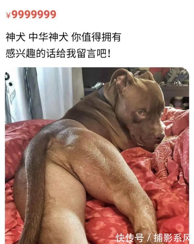怎么评价某鱼里的这群人,还让人好好买东西?