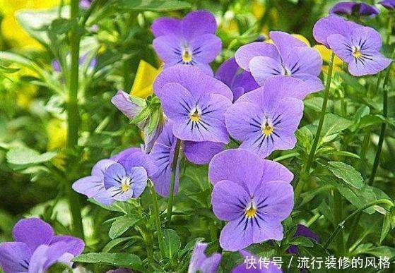 养花|养花试试此4种,一次开花300朵,家里变成花园