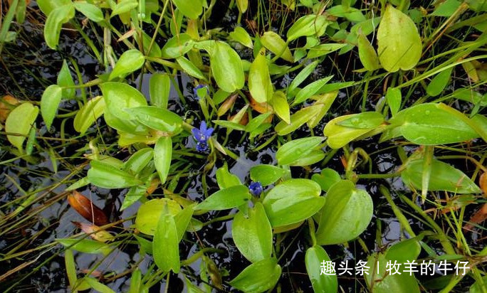 水田中的害草，你家田里若有，请直接带回家，它价值很珍贵