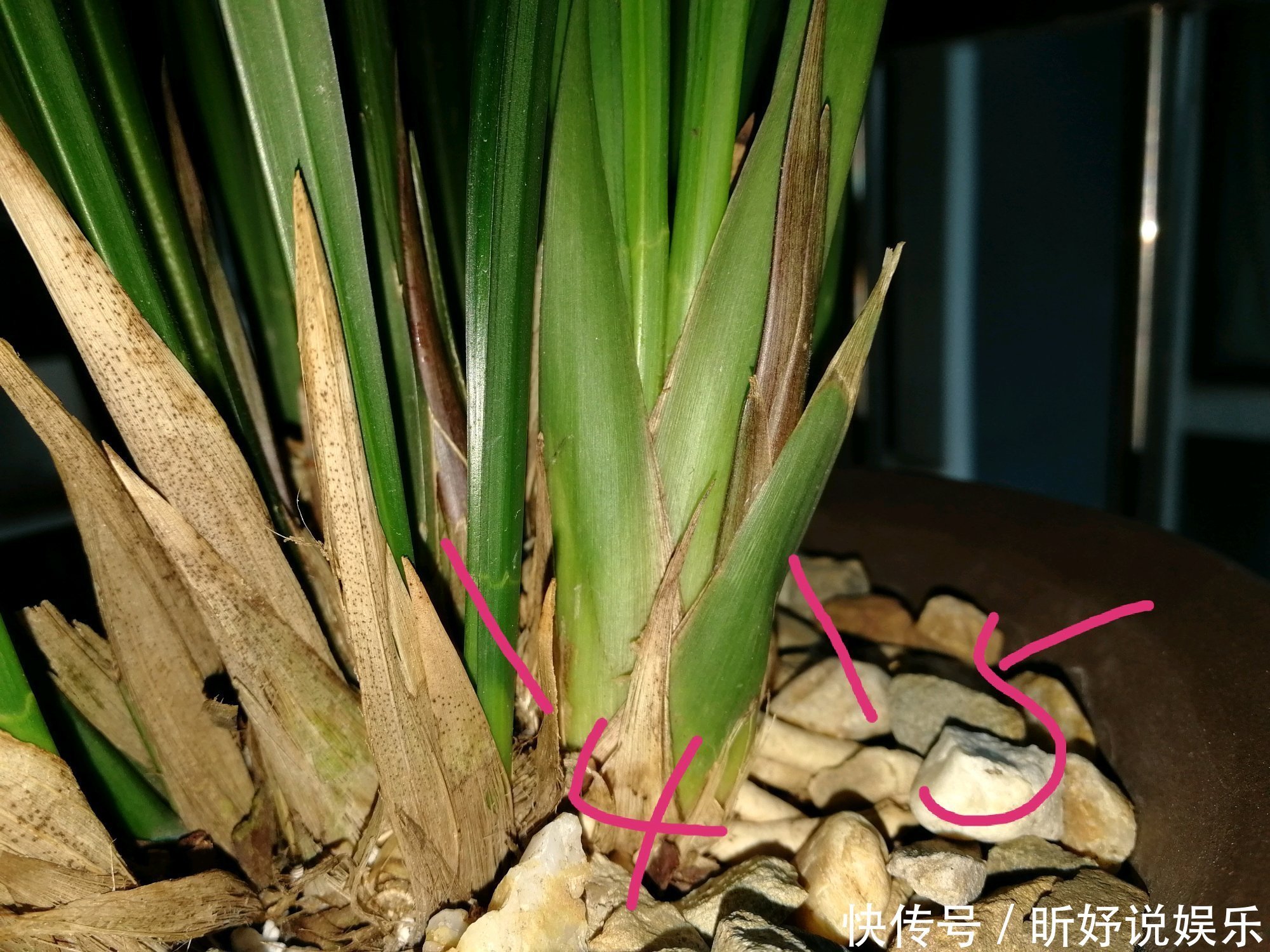 秋季养墨兰,做不到3点,春节开花是做梦,秋季花芽破土很关键