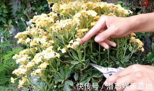 6种“漂亮花”，长了就狠剪，舍不得剪害处大，耽误一年开花量