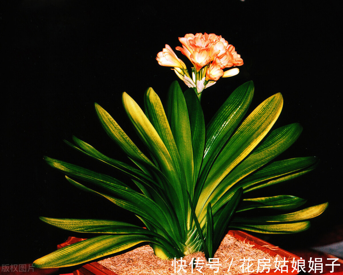 黄叶|君子兰入夏要“静养”，3件事不能做，不然黄叶、花难开