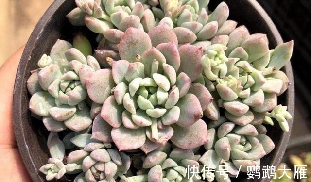 休眠|喜欢能爆一圈侧芽的多肉,就别惦记观音莲了,选2种多肉不后悔