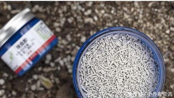 养花招“小飞虫”,1个“土办法”,小虫3天消灭光!