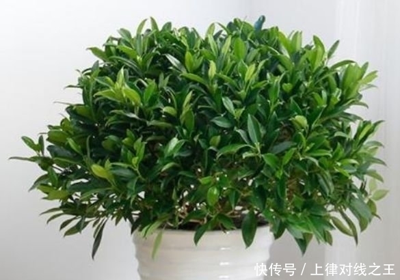 3种花最适合懒人养,越不管长得越旺,管的勤快黄叶又烂根