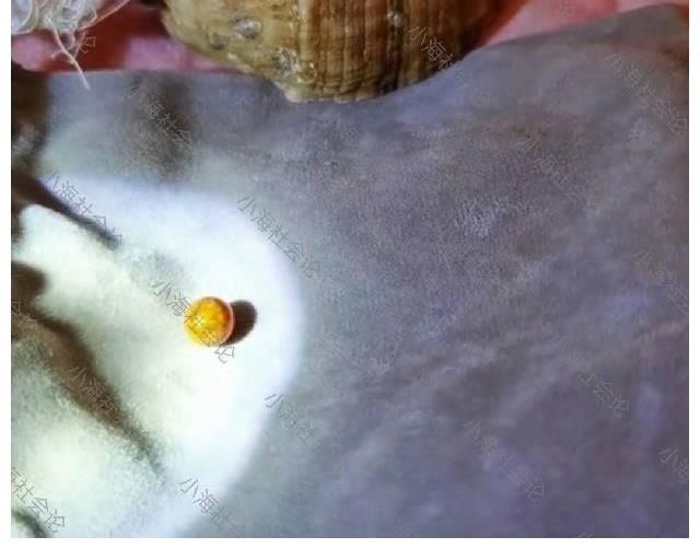 蚌埠|安徽：女子吃海螺吃出稀有珠子，疑似价值连城，有网友出价50000