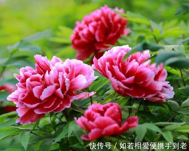 传家宝|4种花,一养就是100年,开花漂亮,优雅高贵,养成“传家宝”