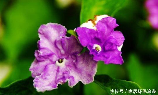 盆栽|4种花花朵硕大，花期长，家庭理想花卉盆栽，你最喜欢哪一种