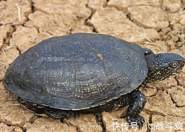 小溪|野生甲鱼价值很高,农村有很多小河流,怎么知道里边有没有甲鱼?