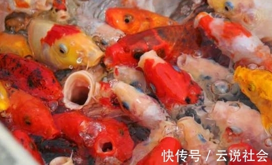 被骗|锦鲤大师挑选小锦鲤的3大秘诀,简单易懂,再也不担心被骗!