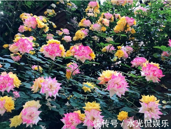 养花|新手养花,不如养盆花中精品“ 甜蜜马车”,似恋人,如胶似漆