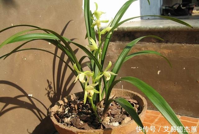 适合新手养的兰花,价格便宜,好养易成活,多季开花,芳香四溢