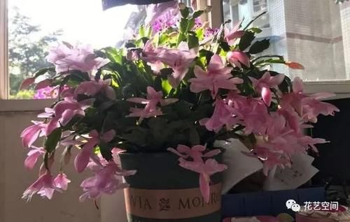 两种“促花水”，给三角梅、蟹爪兰用一勺，开花爆盆，又美又仙