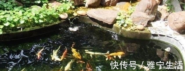 鱼池|有庭院的人都开始造景观鱼池了美哭了,回家也要挖一个