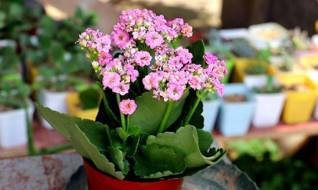 新手|新手花友养长寿花,该牢记哪些才能一年四季开花