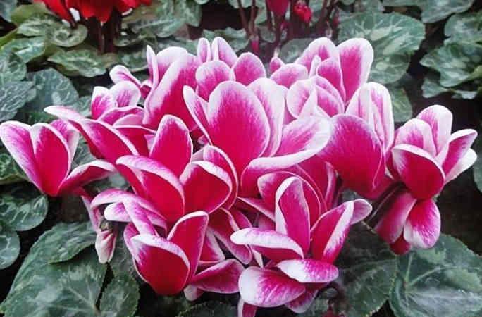 4种花“夏必死”,不建议春季买,新手花友慎养,秋天再买也不迟