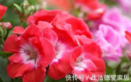 花卉|从8月20日开始,家养此款花卉,阳台开成花海,新手也能养爆盆