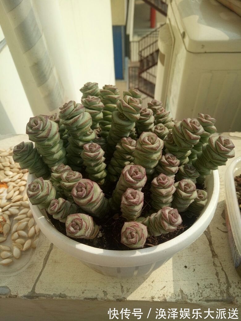 发财树|8种“漂亮花”，个个都是“招财树”，家里养一棵，不愁没钱花