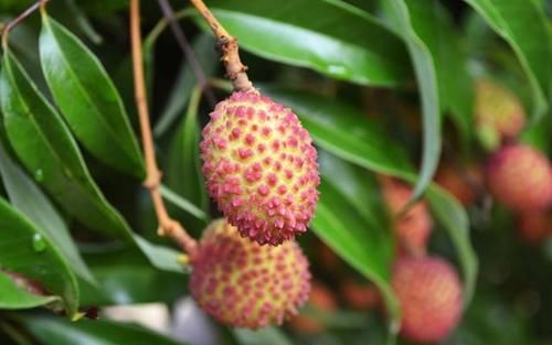 苦瓜|每天喝点小米粥,对肝有什么影响?听医生怎么说,多数人或想错了