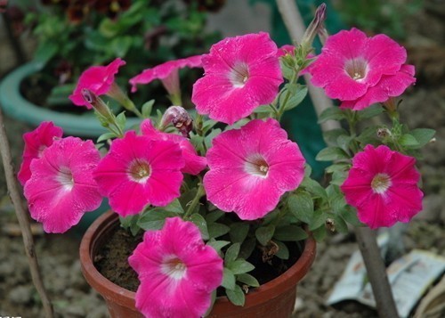 三角梅|懂花的人,喜欢此5种盆栽,“花比叶子多”,轻松养到爆盆