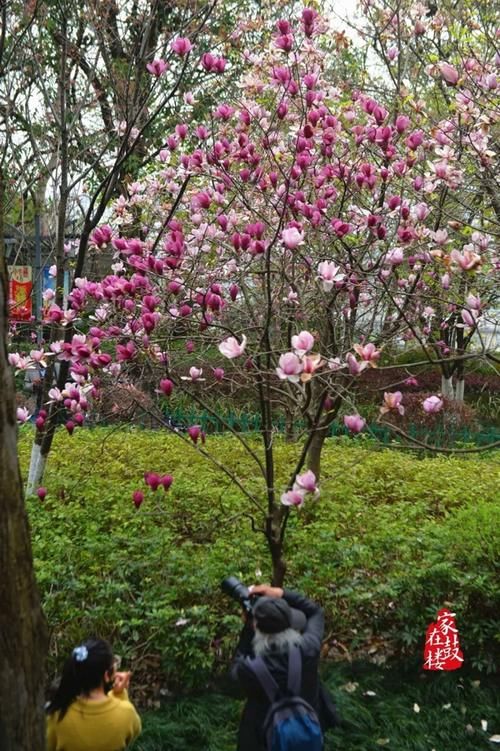 少女心炸裂！福州闹市区这个公园美得让人猝不及防！