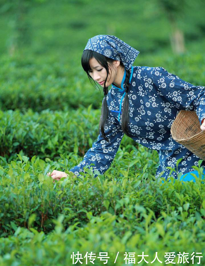 金顶 杜鹃 采茶女的混搭之旅|再上峨眉| 采茶