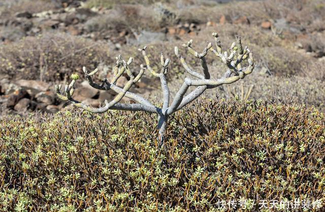 你家|5种有毒的多肉植物,你家可能就有一盆,养护需小心