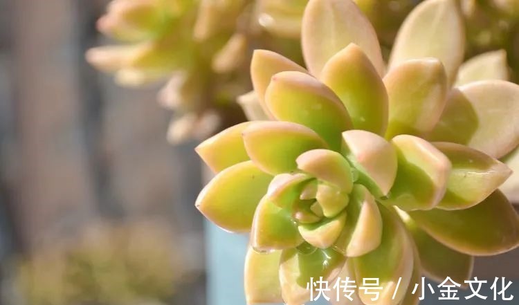 以阳光为滤镜,蓝天为背景,期待拥抱春天,拥抱自然!