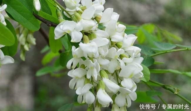 十個(gè)人九個(gè)腰疼，常用此花泡水，祛風(fēng)濕通經(jīng)絡(luò)，渾身舒暢！