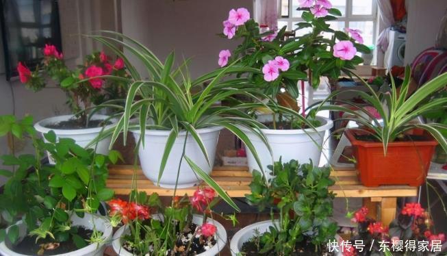 花卉|盆栽养花浇水不简单,常用这4种“水”,容易浇一盆死一盆