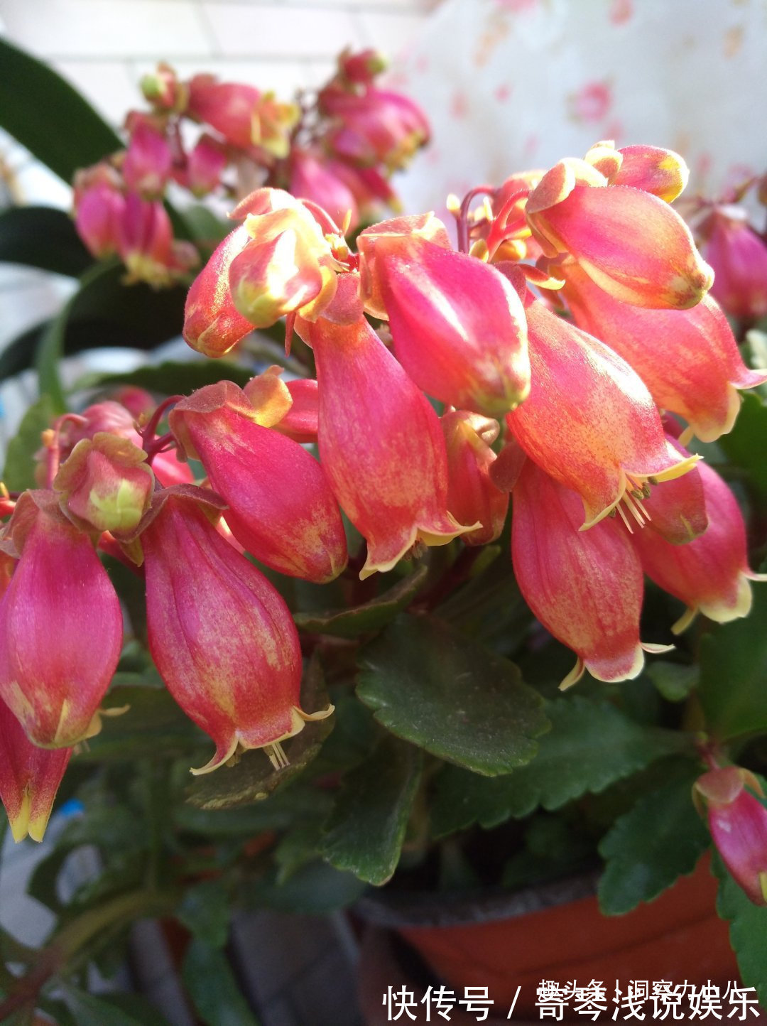 六月养长寿花，这“三位置”提前剪一剪，顺利度夏，天凉开花早