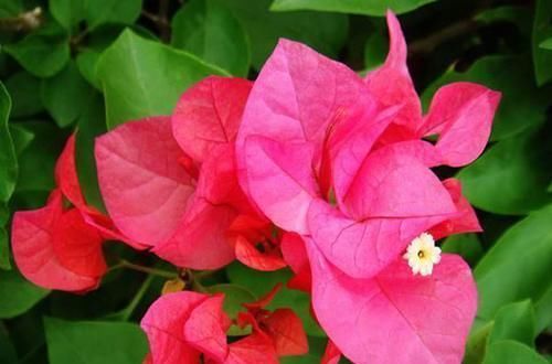  生根|月季花、三角梅掐根枝，埋进土里就生根，自己一盆能变好几盆