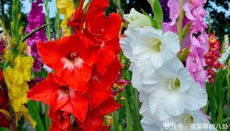 几种花养在家里漂亮又好养,好养易开花,颜值超高的